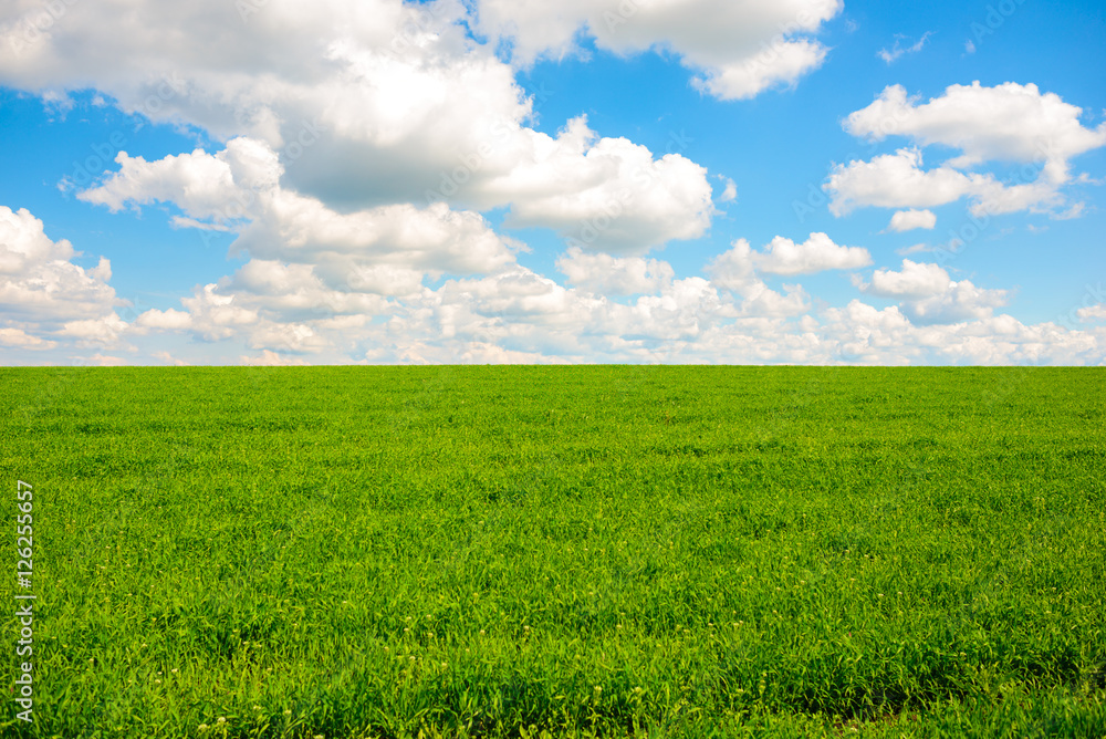 Beatiful morning green field with blue heaven Beatiful morning green field with blue heaven