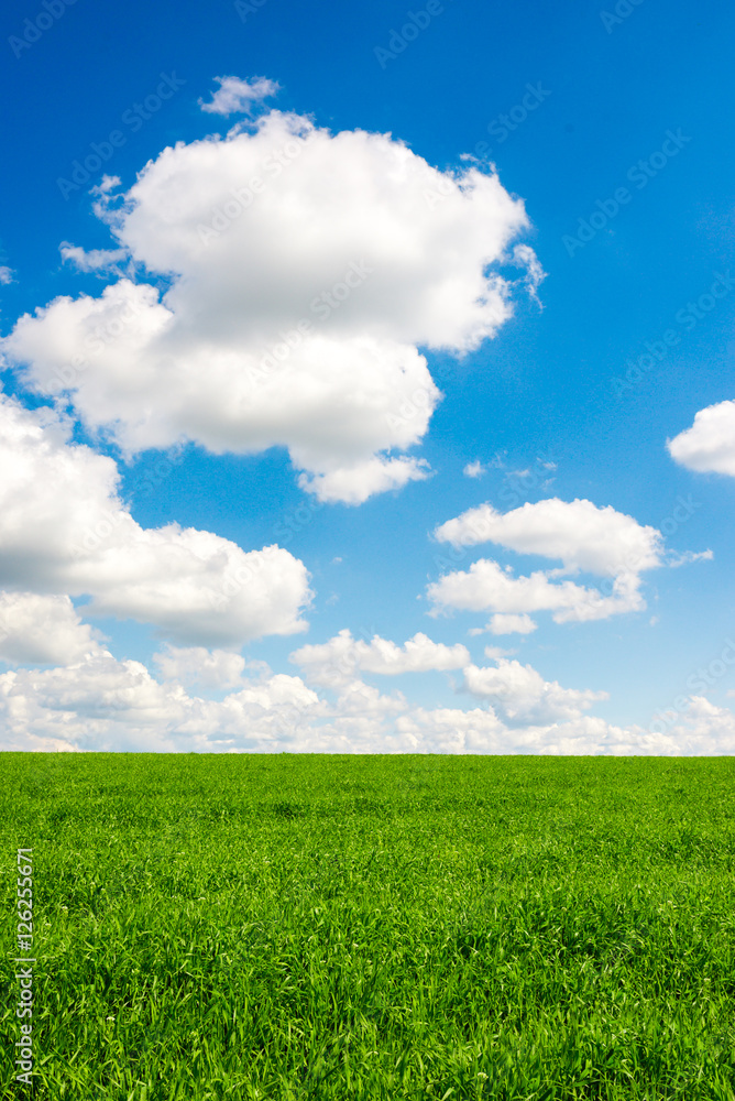 Beatiful morning green field with blue heaven