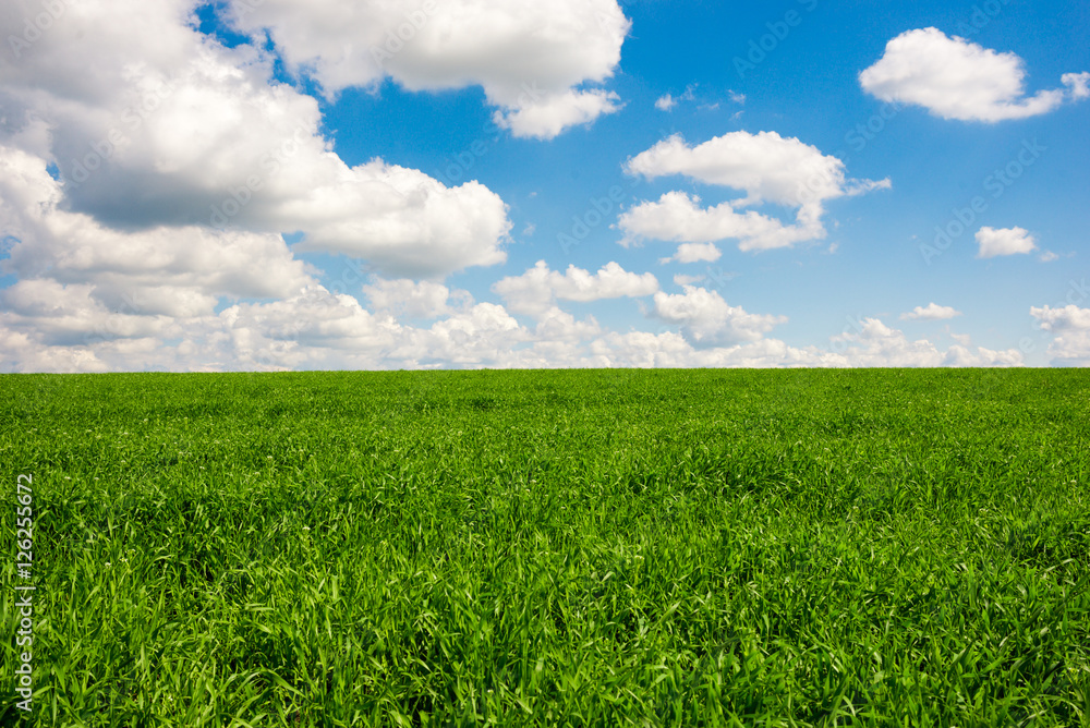 Beatiful morning green field with blue heaven Beatiful morning green field with blue heaven