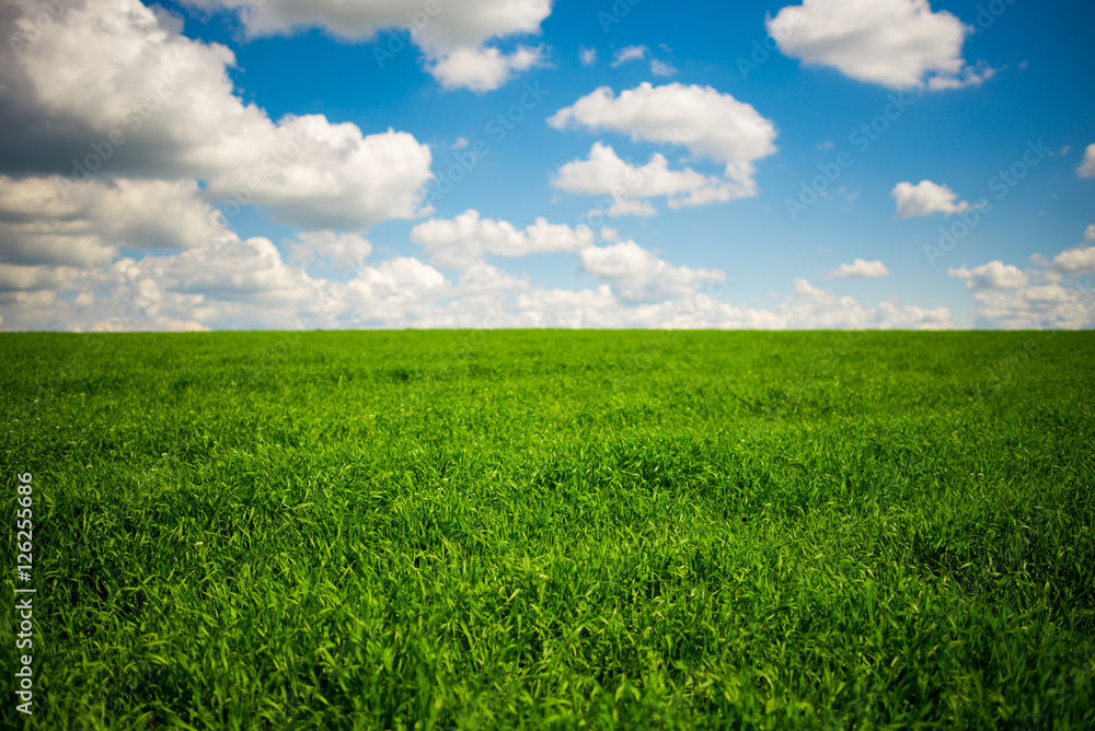 Beatiful morning green field with blue heaven Beatiful morning green field with blue heaven