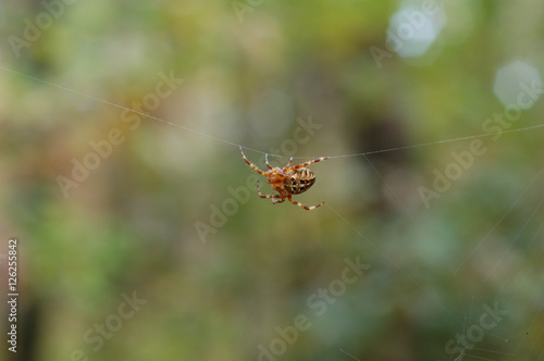 Spider on the web in the forest.