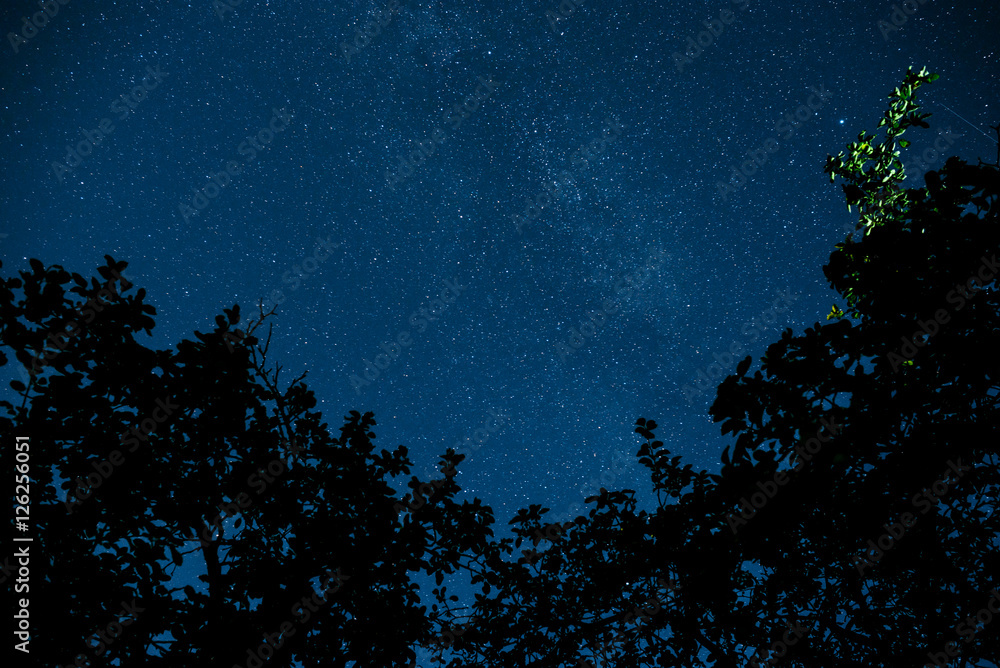 Fototapeta premium Starry sky and trees in the foreground