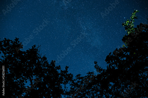 Starry sky and trees in the foreground