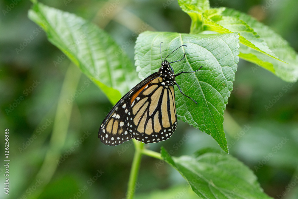 Butterfly on leave, nature background Butterfly on leave, nature background