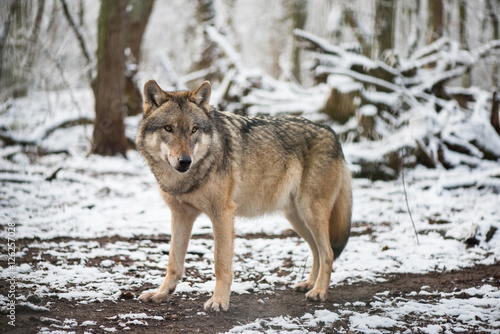 Wolf in the great outdoors © digital-photodesign