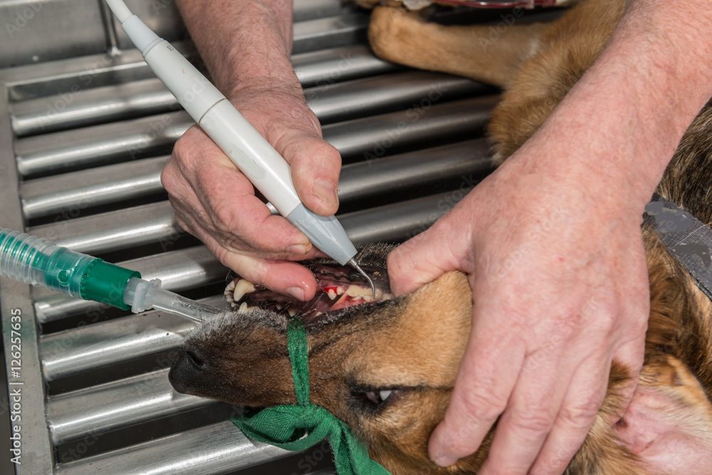Le vétérinaire chirurgien effectue un détartrage et des soins dentaires sur un chien. Le