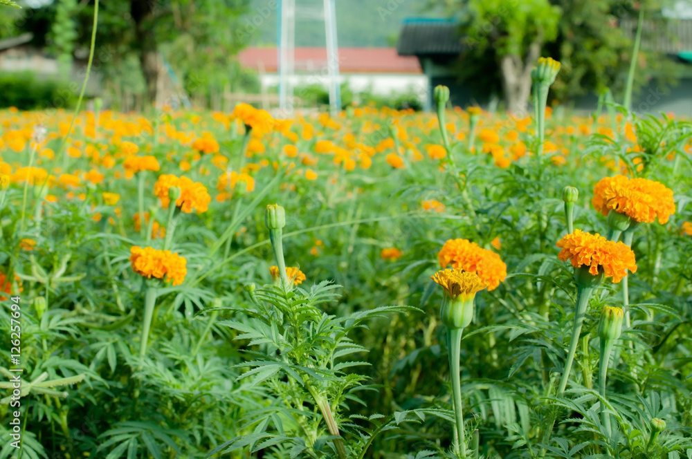 Marigold flower beautiful background Marigold flower beautiful background