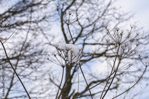 Winterlandschaft Schnee in der Natur im Winter  © Tobias