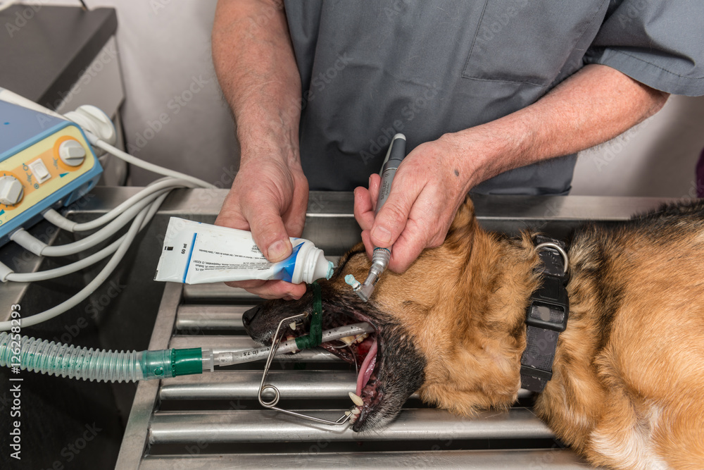 Le vétérinaire chirurgien effectue un détartrage et des soins dentaires sur un chien. Le