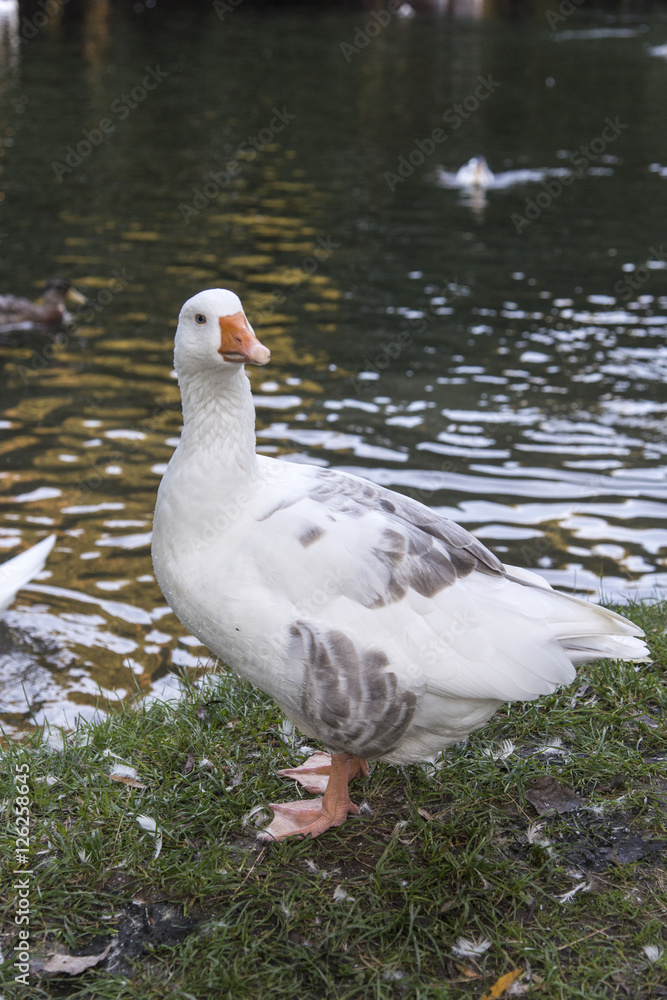 Wild goose standing near the water's edge