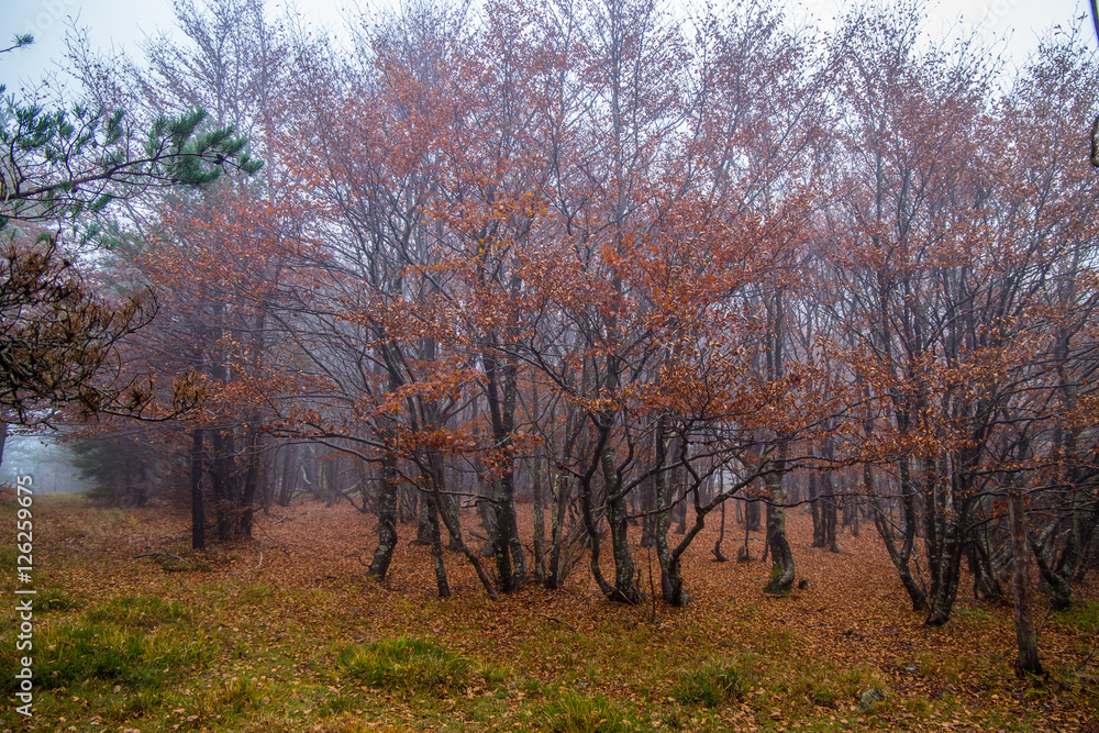 Forest of beech with fog in autumn/ woods/ forest/ autumn/ Italy