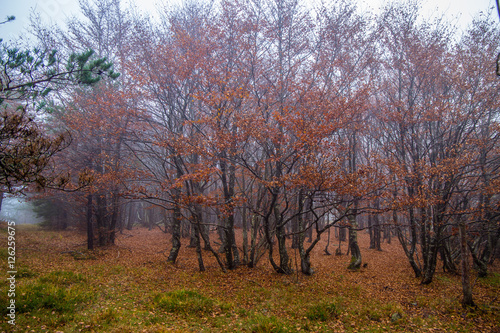 Forest of beech with fog in autumn  woods  forest  autumn  Italy