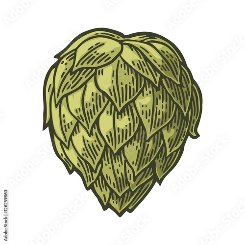Hop herb plant wih leaf. Vector vintage engraved illustration.