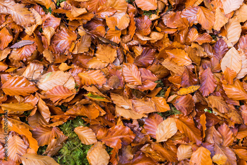 pile of autumn leaves covering grassy ground 