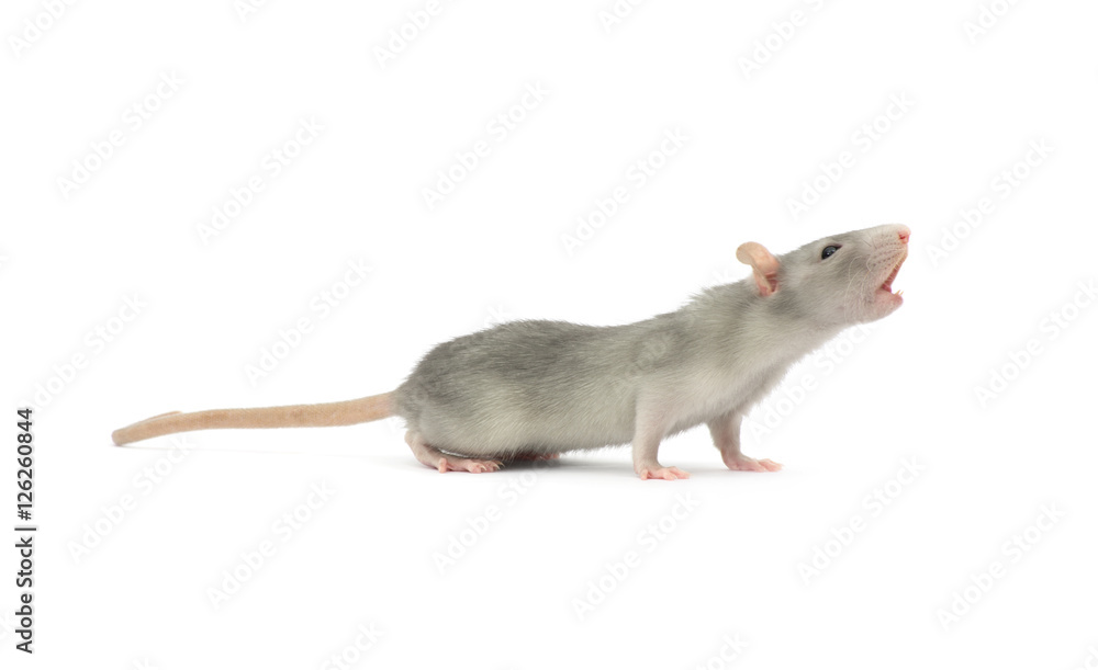 rat isolated on white rat isolated on white