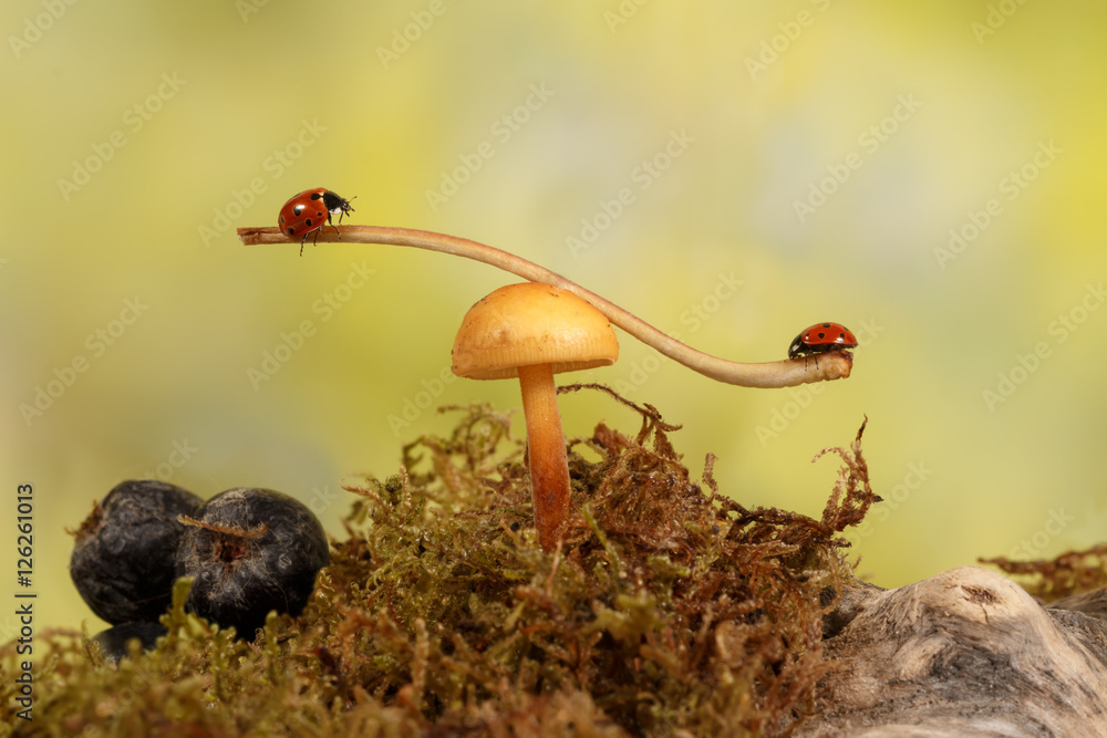 Fototapeta premium closeup two ladybugs swinging on the branch on the mushroom in the meadow