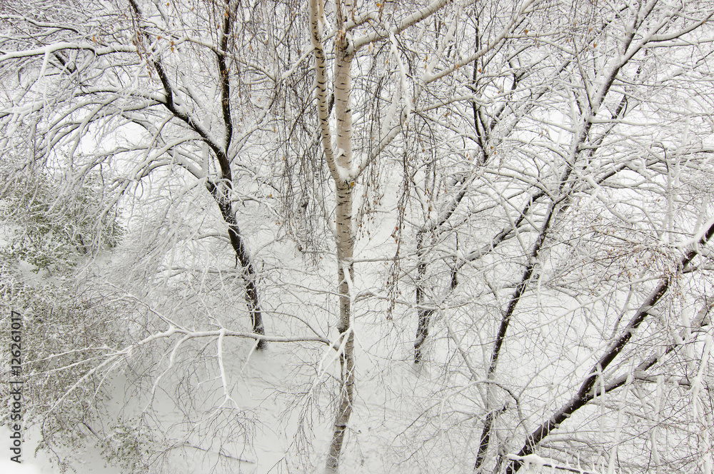 top view on winter park trees covered with snow top view on winter park trees covered with snow