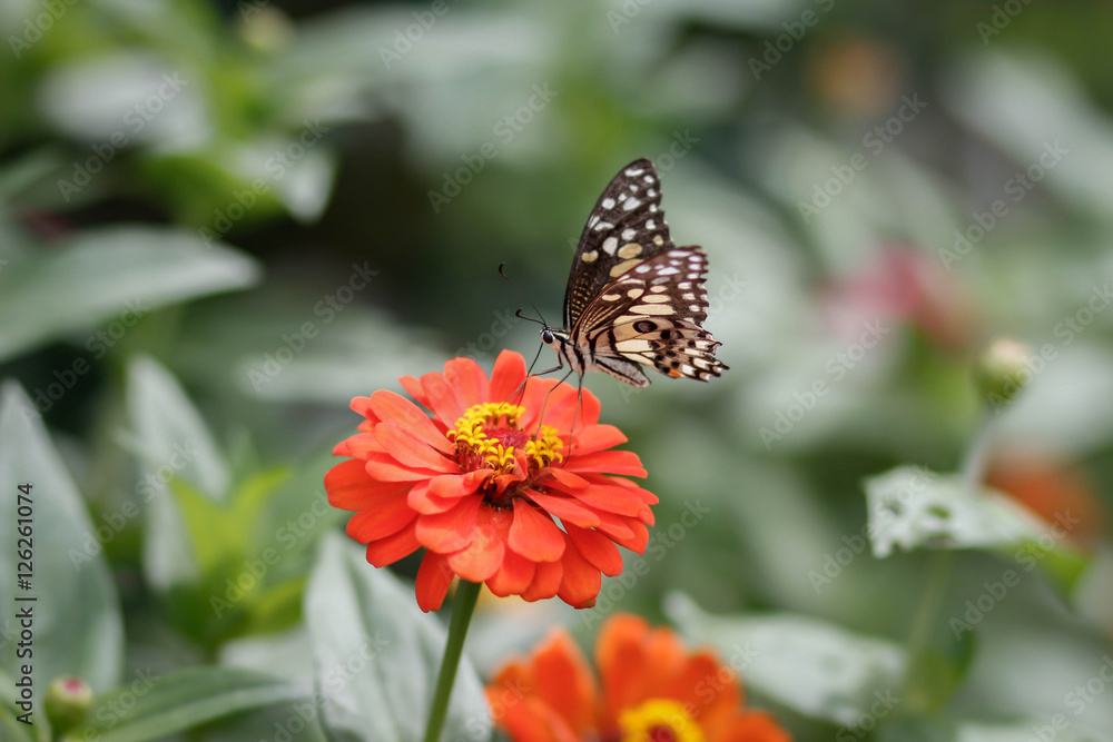 closeup butterfly on flower closeup butterfly on flower