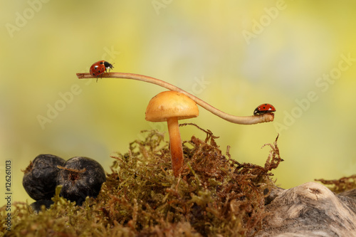 closeup two ladybugs swinging on the branch on the mushroom in the meadow