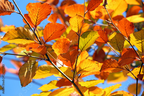 Autumn Beech leaves