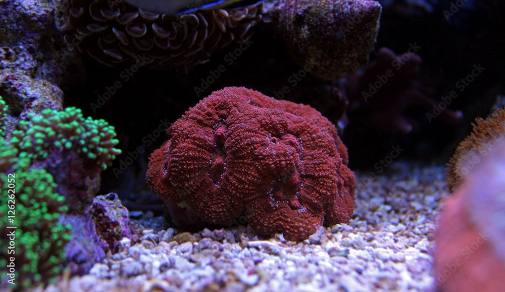 Fototapeta premium Lobophyllia LPS coral