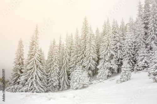Beautiful winter landscape with snow covered trees © Mazur Travel