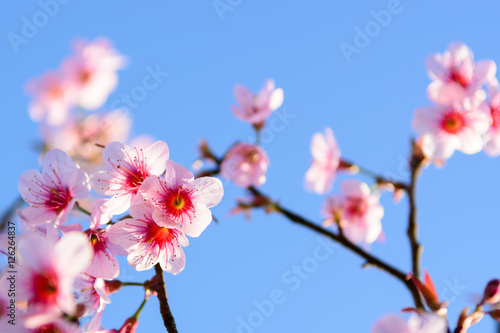Cherry blossom at Angkhang hill  Chiang mai  Thailand