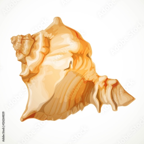 Realistic vector beige gabled seashell isolated on white backgro