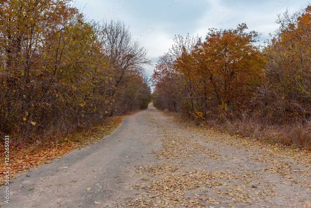 Autumn Road,Moldova,Chisinau 2016/Autumn Road Autumn Road,Moldova,Chisinau 2016/Autumn Road