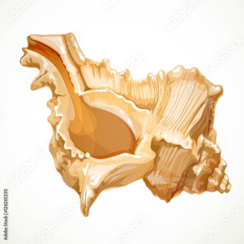 Realistic vector object seashell isolated on white background