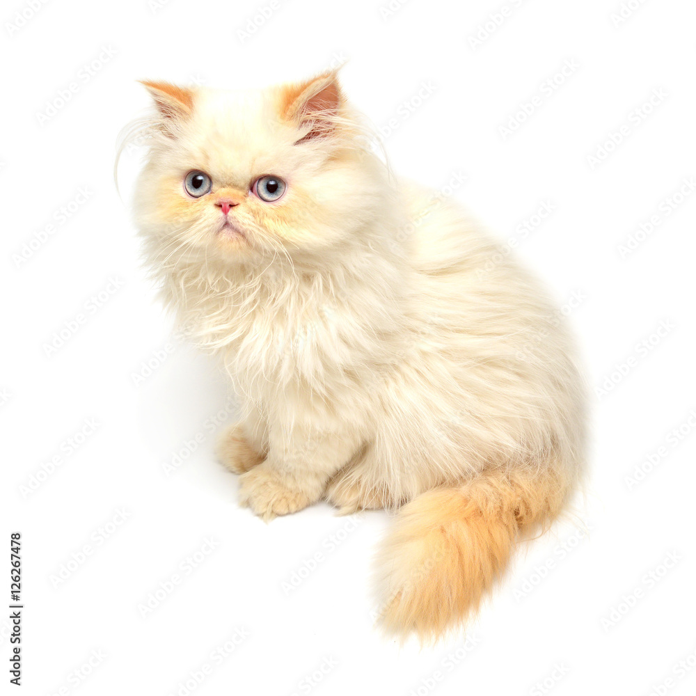 Beautiful yellow kitten isolated on white background.