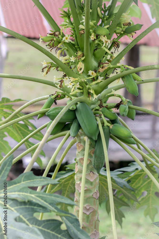 Obraz premium Green papaya fruit on the tree