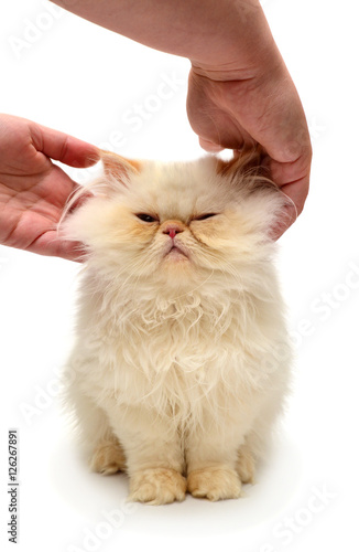 Beautiful kitten stroked hands isolated on white background.