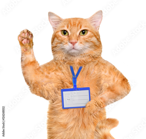 Fototapeta Naklejka Na Ścianę i Meble -  Cat wear blank white  badge mockup . Isolated on the white.