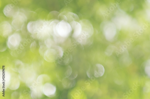 Blur green bokeh from tree Background.