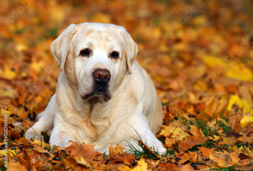 cute yellow labrador retriever in the park in autumn © yarvet