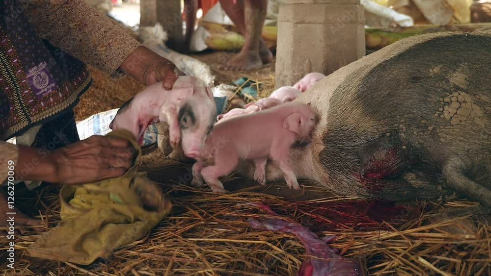 Woman wiping a newborn piglet down with a towel and cleaning off after ...