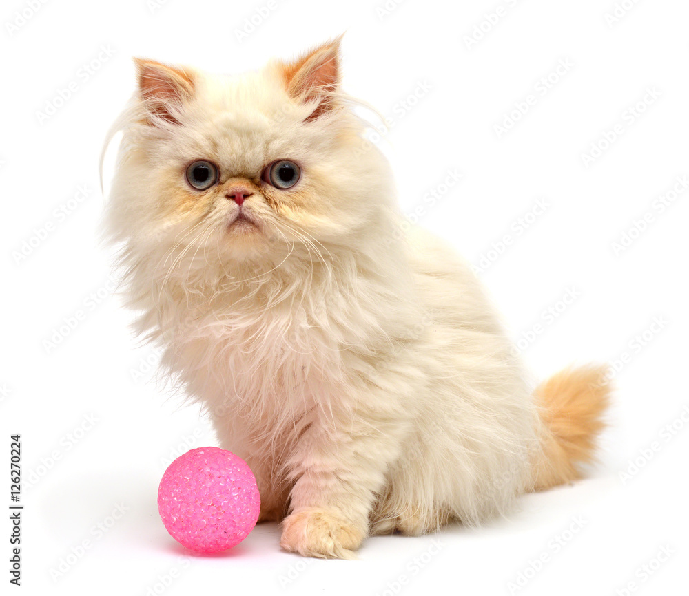 Beautiful kitten sitting with balls isolated on white background Beautiful kitten sitting with balls isolated on white background