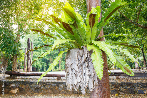 Slika na platnu Asplenium nidus on tree in garden