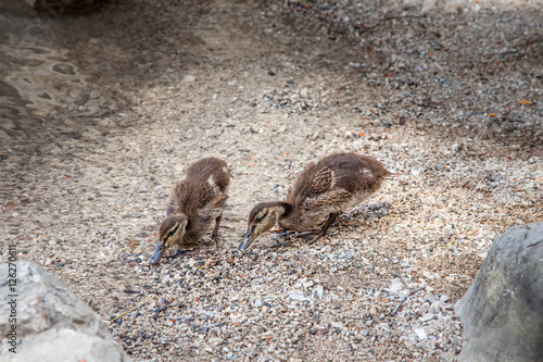 Baby ducks on a small rocky beach in Eibsee, Germany photo