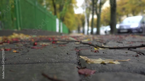 Wallpaper Mural Slow motion. Autumn alley with fallen branches and leaves. Torontodigital.ca