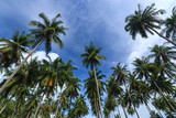 Coconut trees against blue sky background, Koh Yao Noi , Phang Nga, THAILAND.