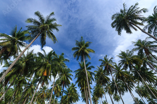 Coconut trees against blue sky background  Koh Yao Noi   Phang Nga  THAILAND.