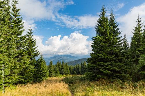 Pines on mountain meadow
