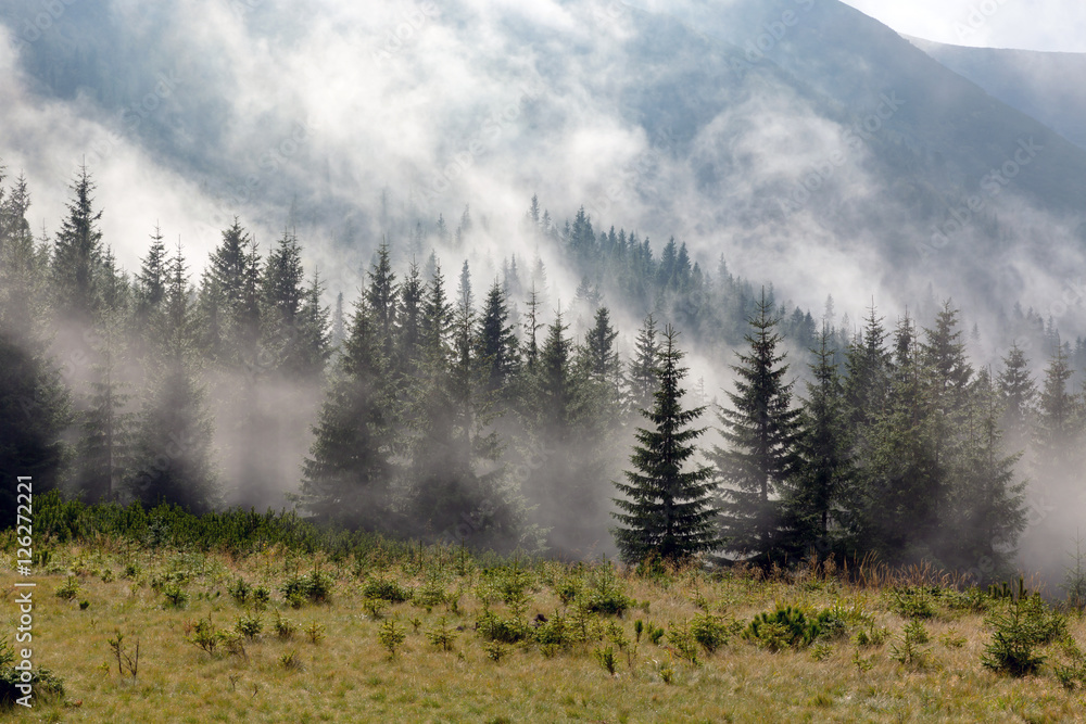 Naklejka premium foggy meadow in mountains