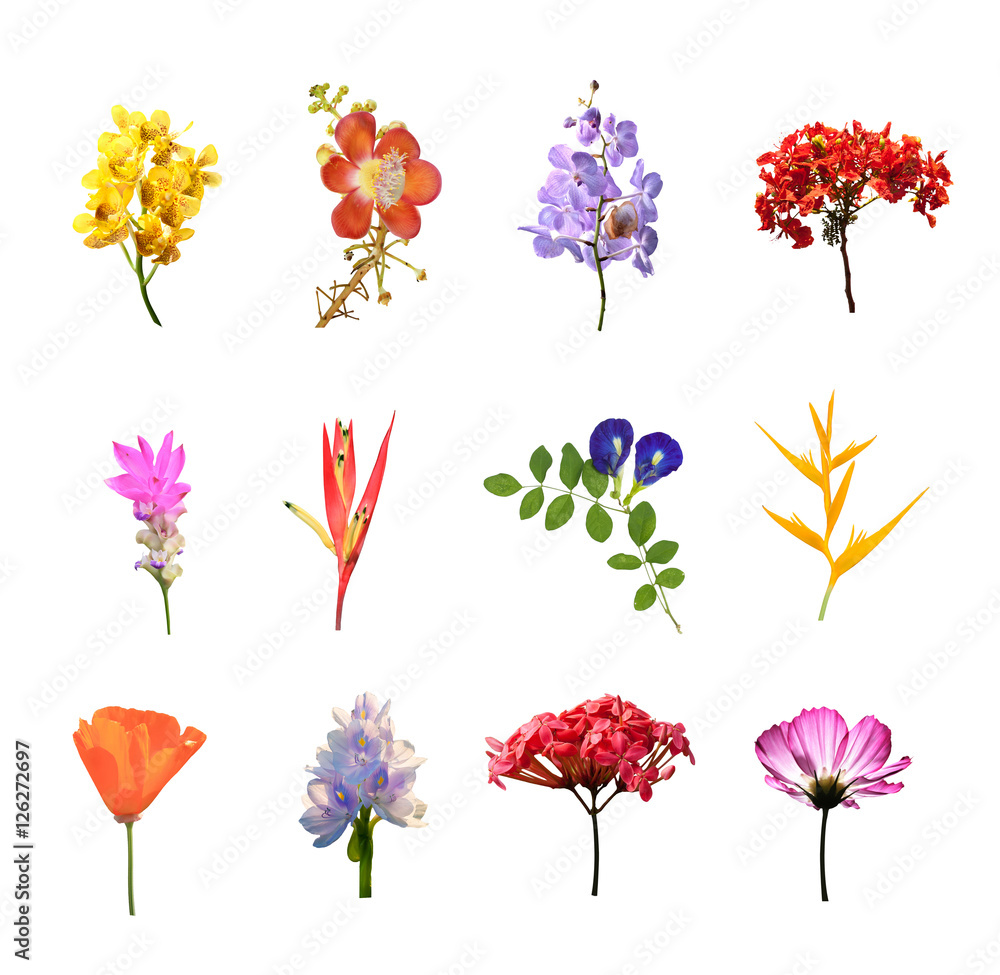 set of many colouul flowers isolated collection on white