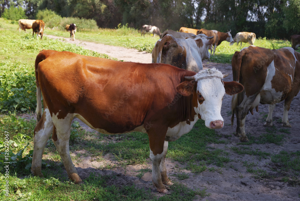 Cows on green meadow. Cows grazing on pasture. Domestic cattle Cows on green meadow. Cows grazing on pasture. Domestic cattle