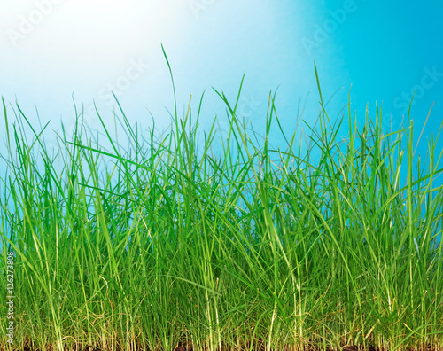 Green grass close-up on blue background.