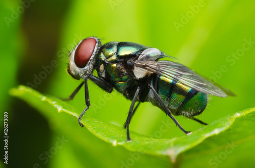 insect fly. green housefly. © thithawat