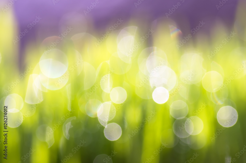 Fototapeta premium bokeh drops of dew on a green grass background